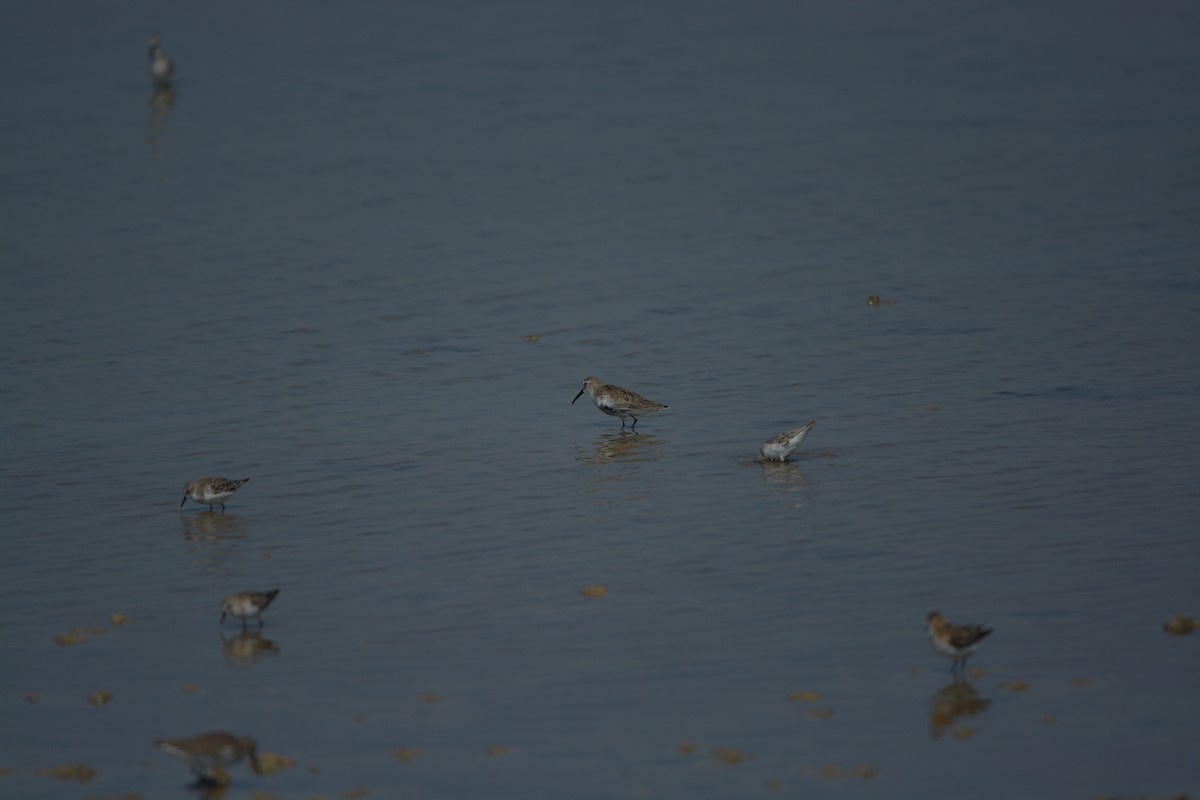 Dunlin - ML637137514