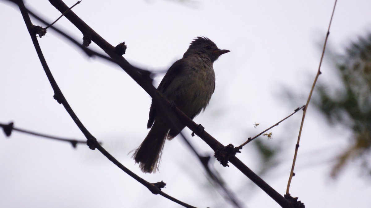 Northern Beardless-Tyrannulet - ML637137516