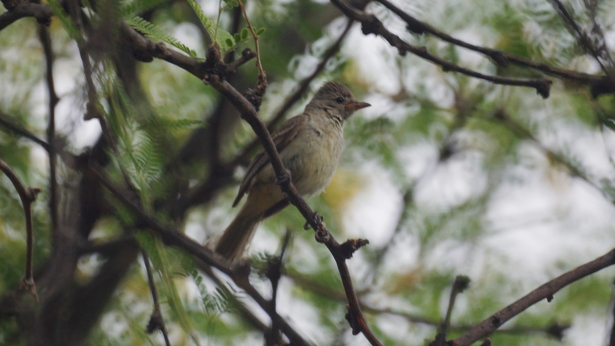 Northern Beardless-Tyrannulet - ML637137517