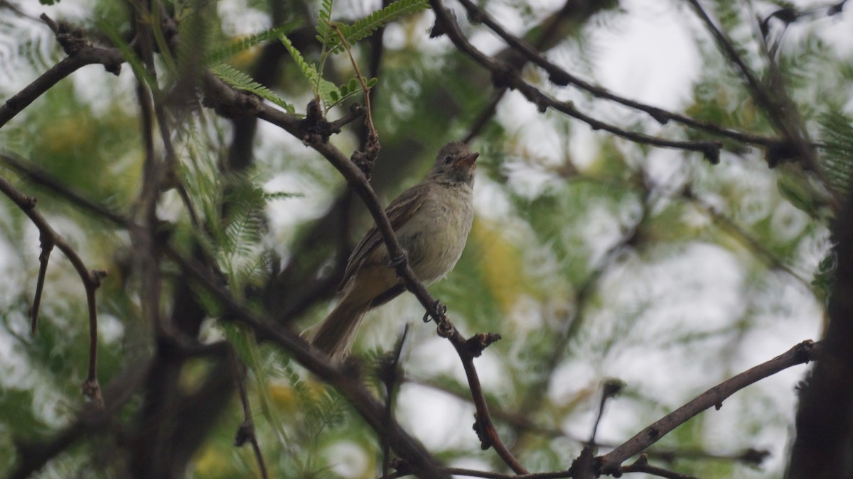 Northern Beardless-Tyrannulet - ML637137518