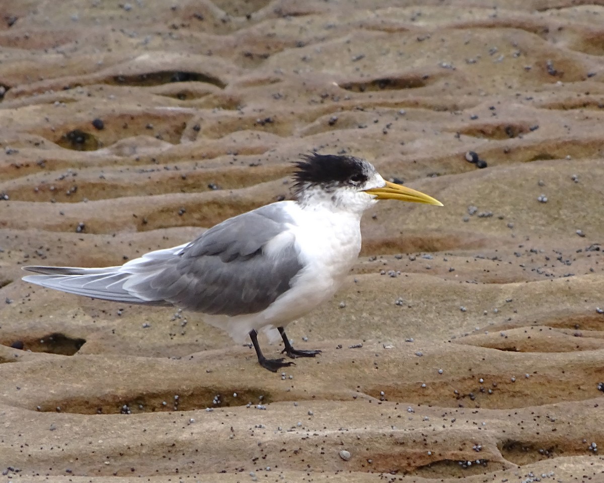 Great Crested Tern - ML637137519
