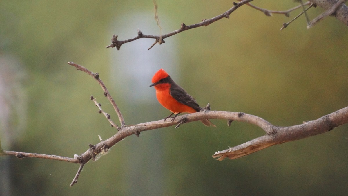 Vermilion Flycatcher - ML637137525