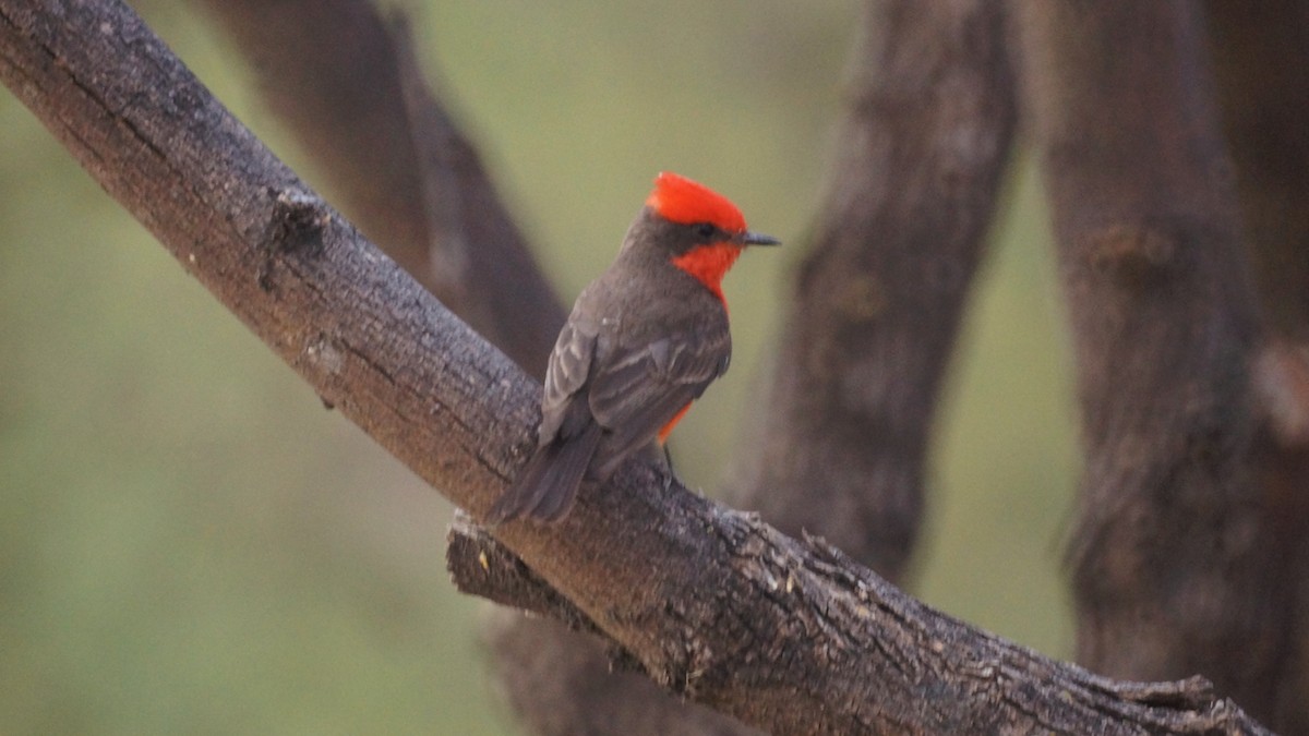Vermilion Flycatcher - ML637137526