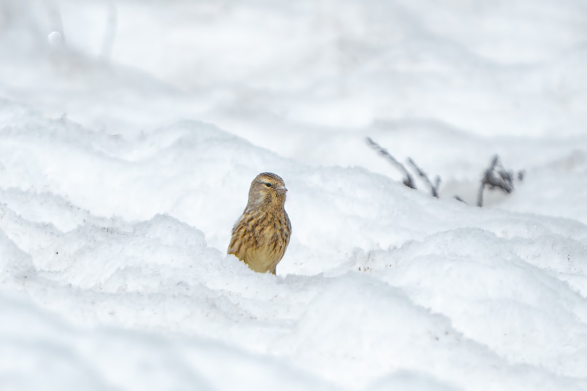 Twite - ML637137639