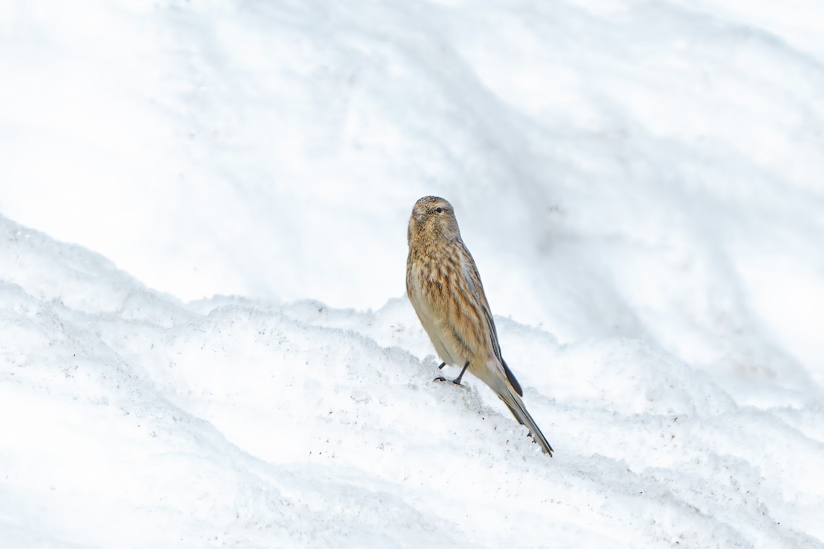 Twite - ML637137640