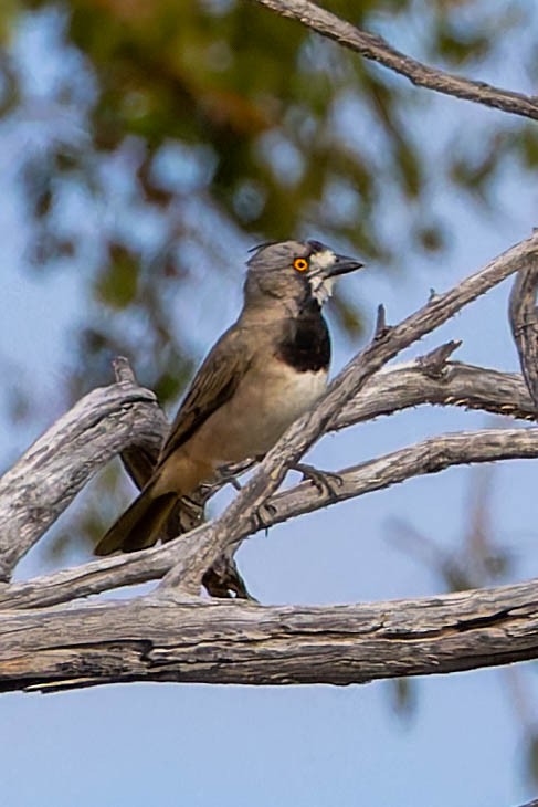 Crested Bellbird - ML637137656