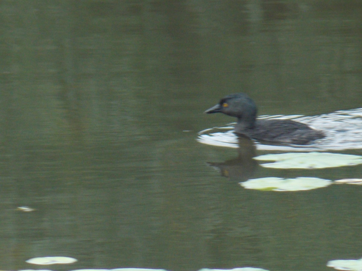 Least Grebe - ML637137669