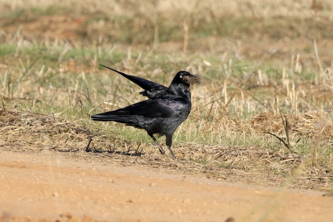 Little Raven - ML637137671