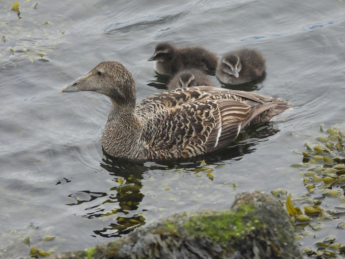 Eider arrunta - ML637137674