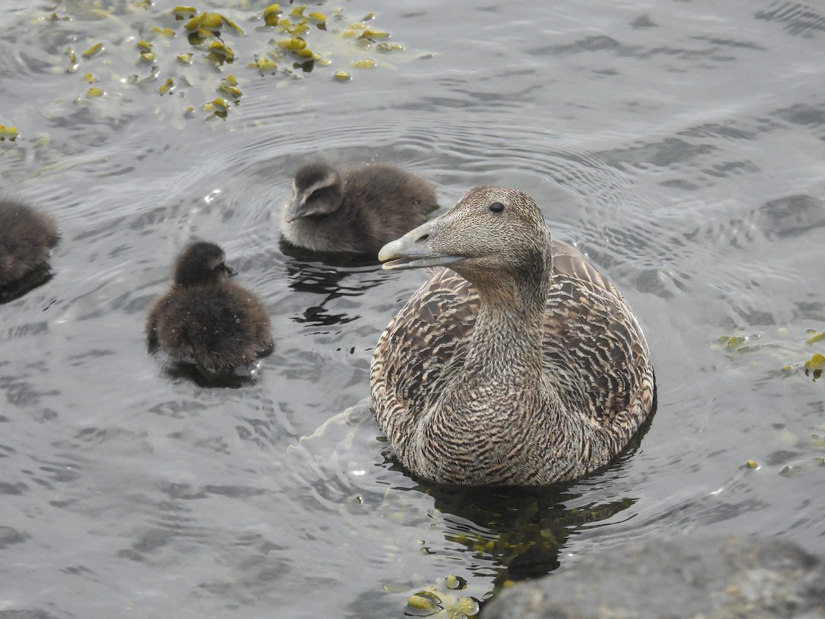 Eider arrunta - ML637137678