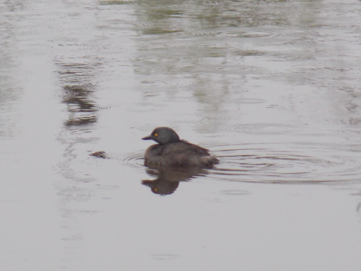 Least Grebe - ML637137679