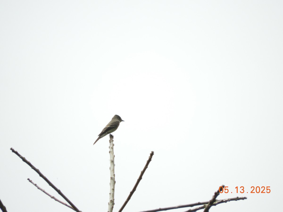 Western Wood-Pewee - ML637137680