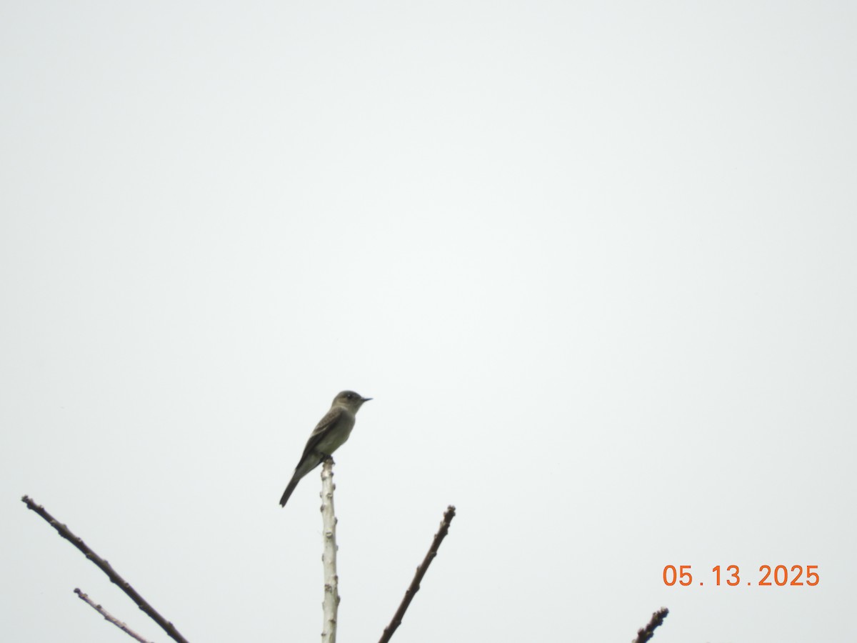 Western Wood-Pewee - ML637137681