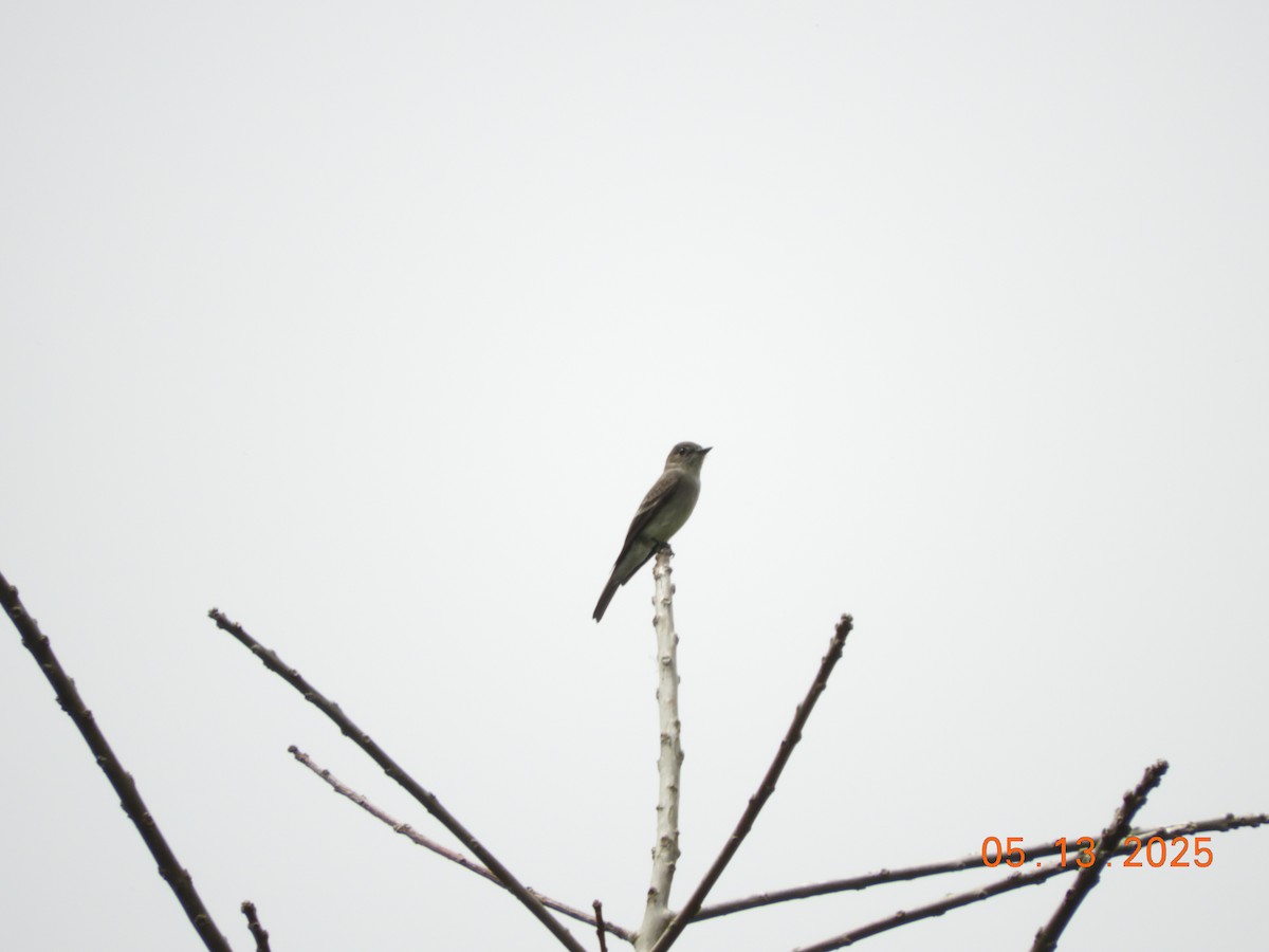 Western Wood-Pewee - ML637137682
