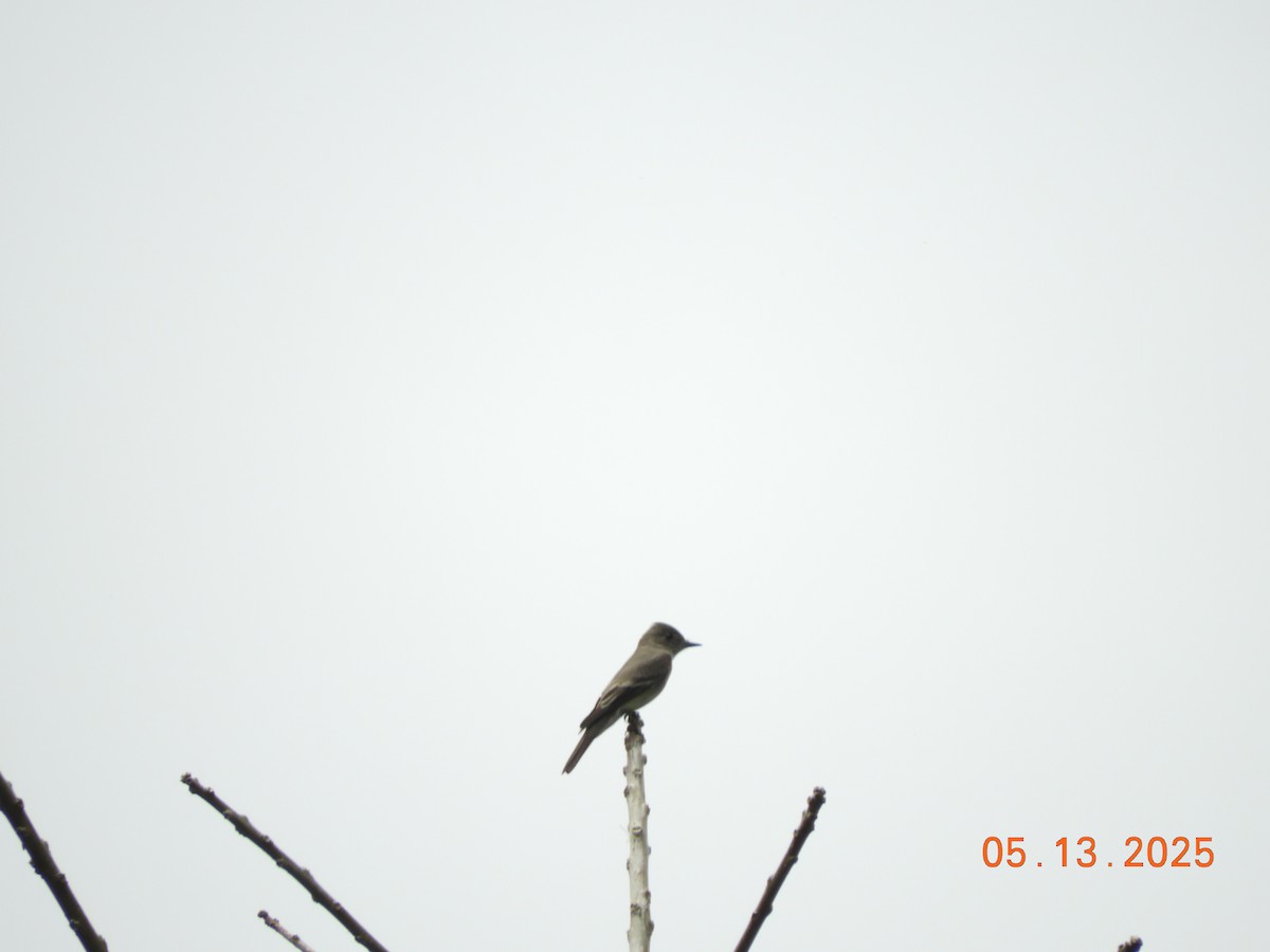 Western Wood-Pewee - ML637137683