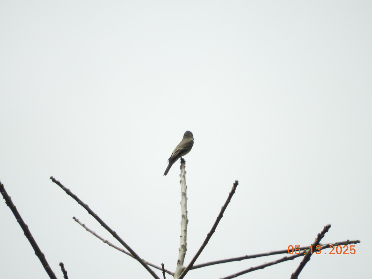 Western Wood-Pewee - ML637137684