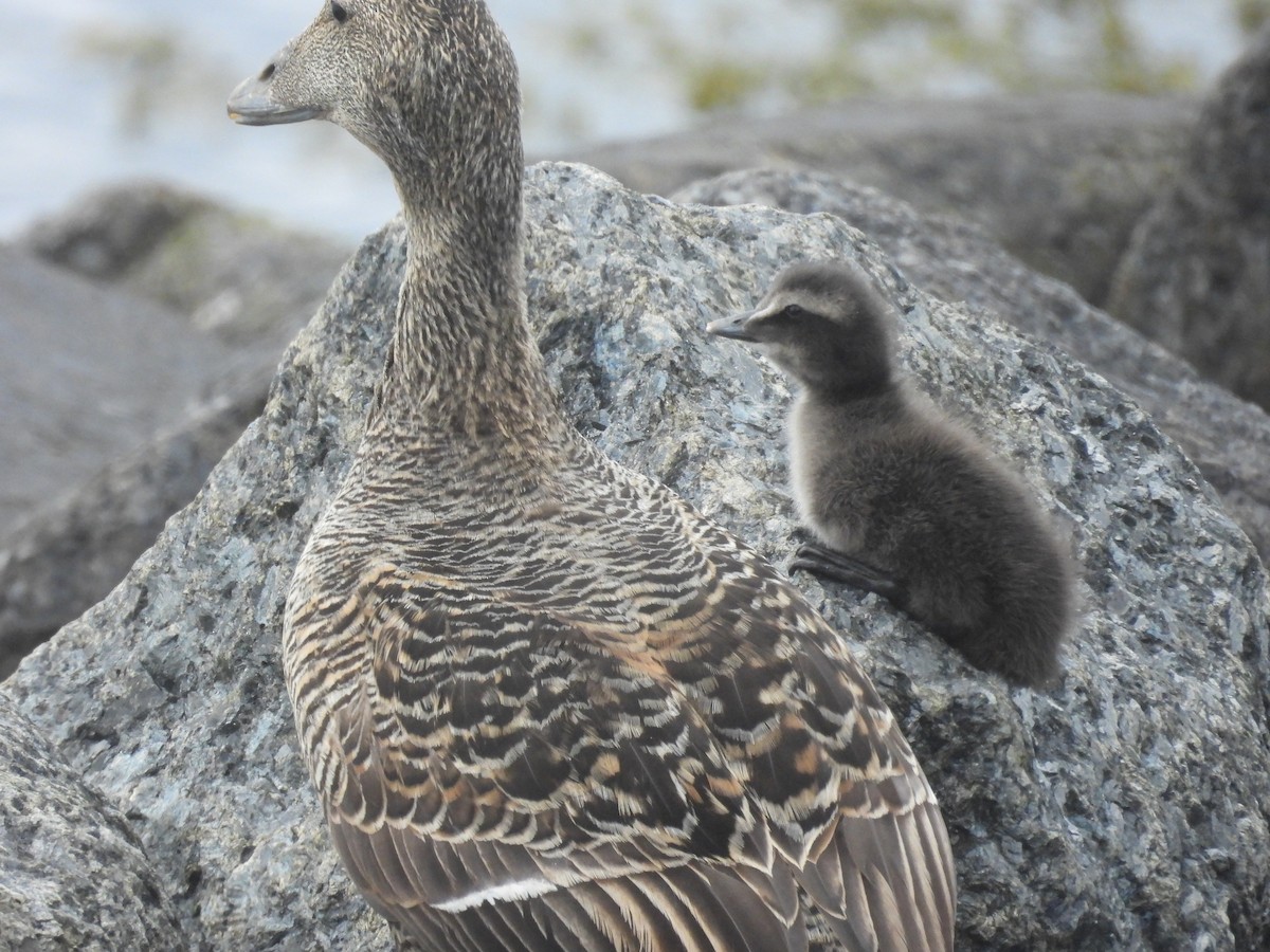 Eider arrunta - ML637137686