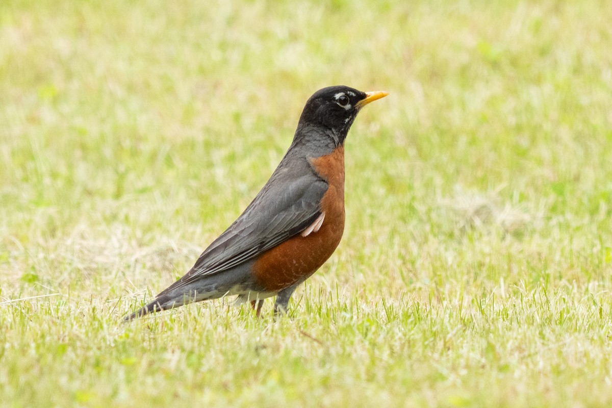 Zozo papargorria - ML637137687