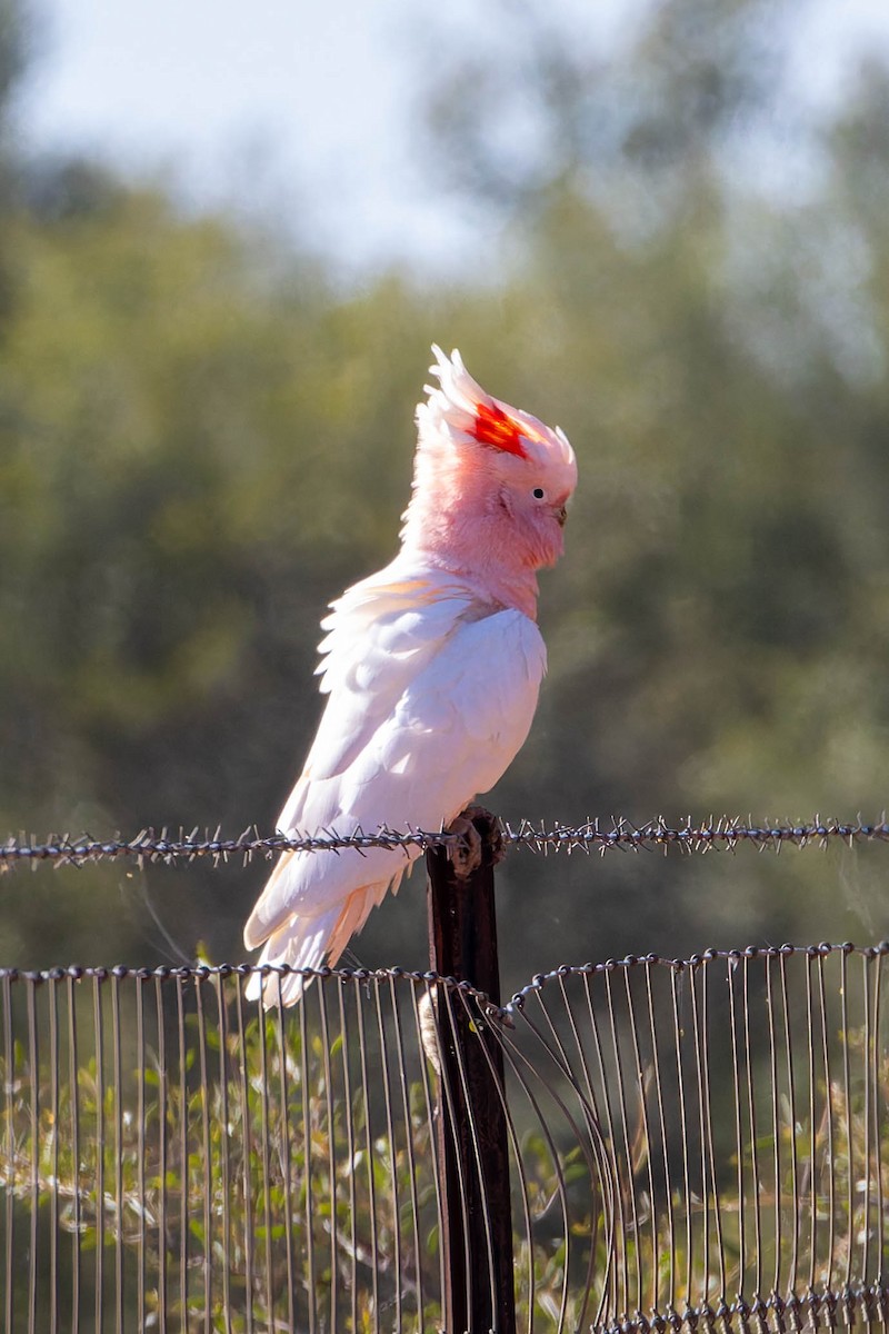 Pink Cockatoo - ML637137692