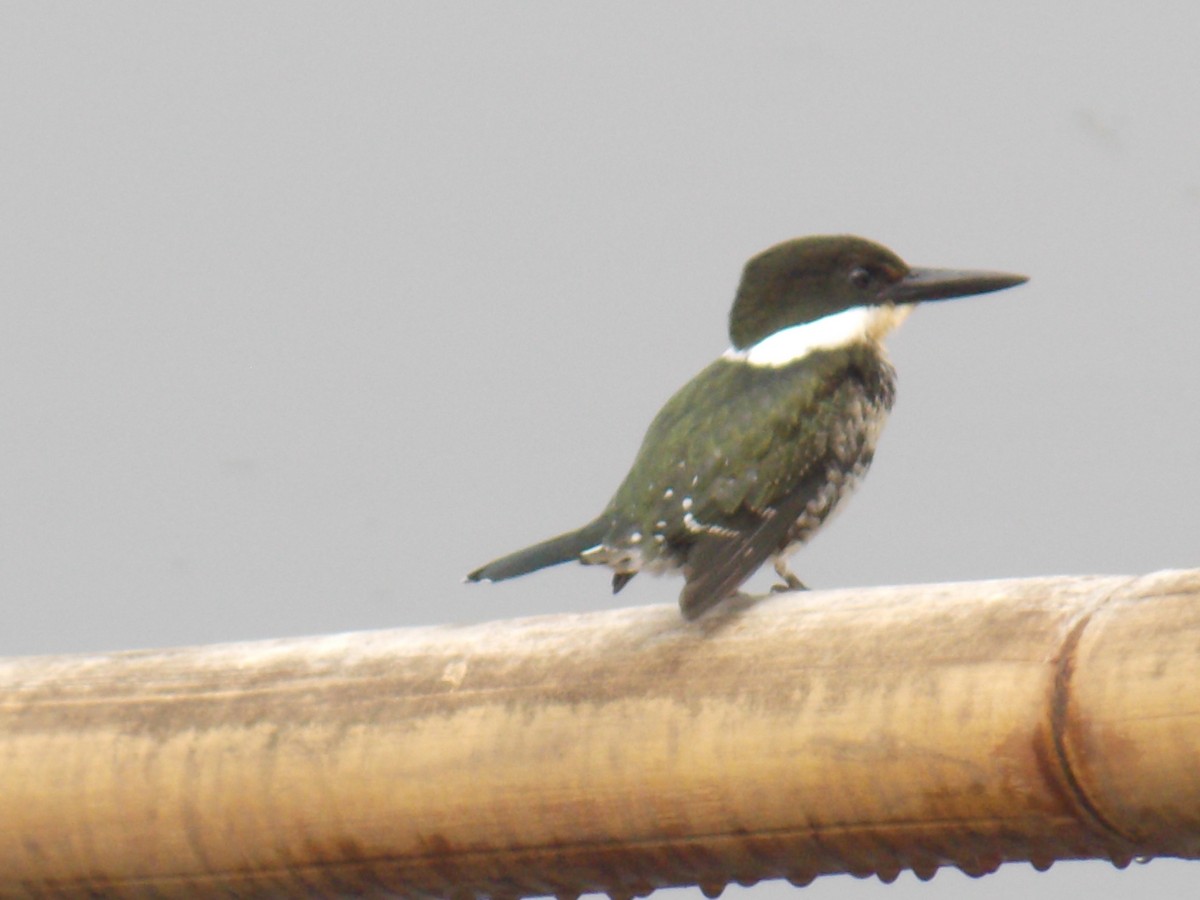 Amazon Kingfisher - ML637137693