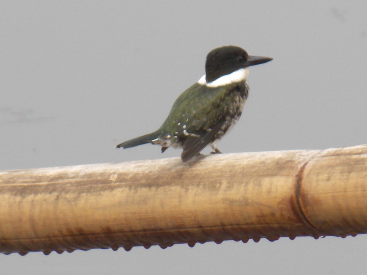 Amazon Kingfisher - ML637137695