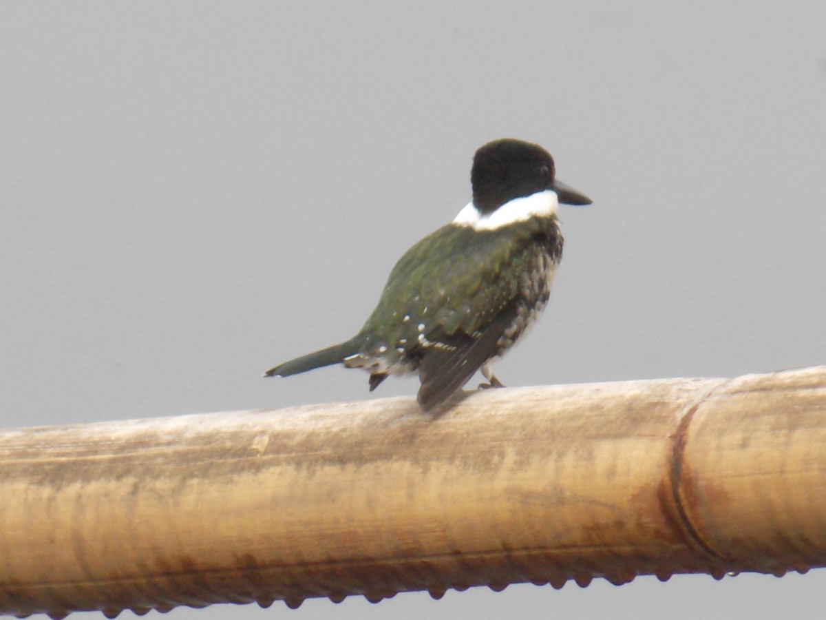 Amazon Kingfisher - ML637137696