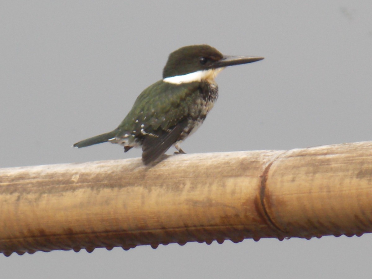 Amazon Kingfisher - ML637137697
