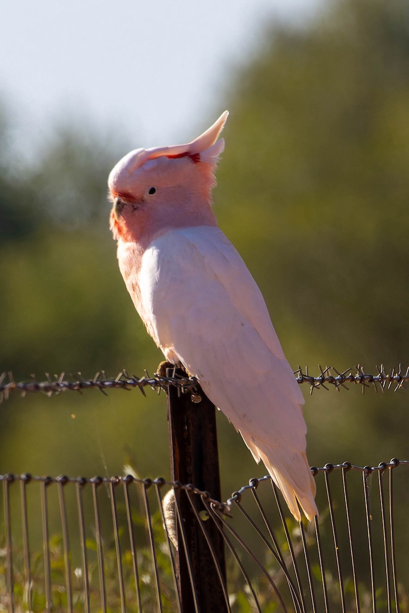Pink Cockatoo - ML637137698