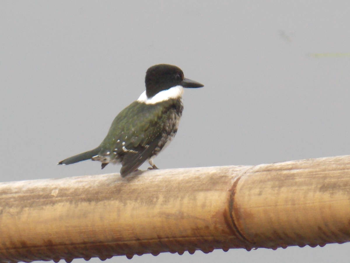 Amazon Kingfisher - ML637137699
