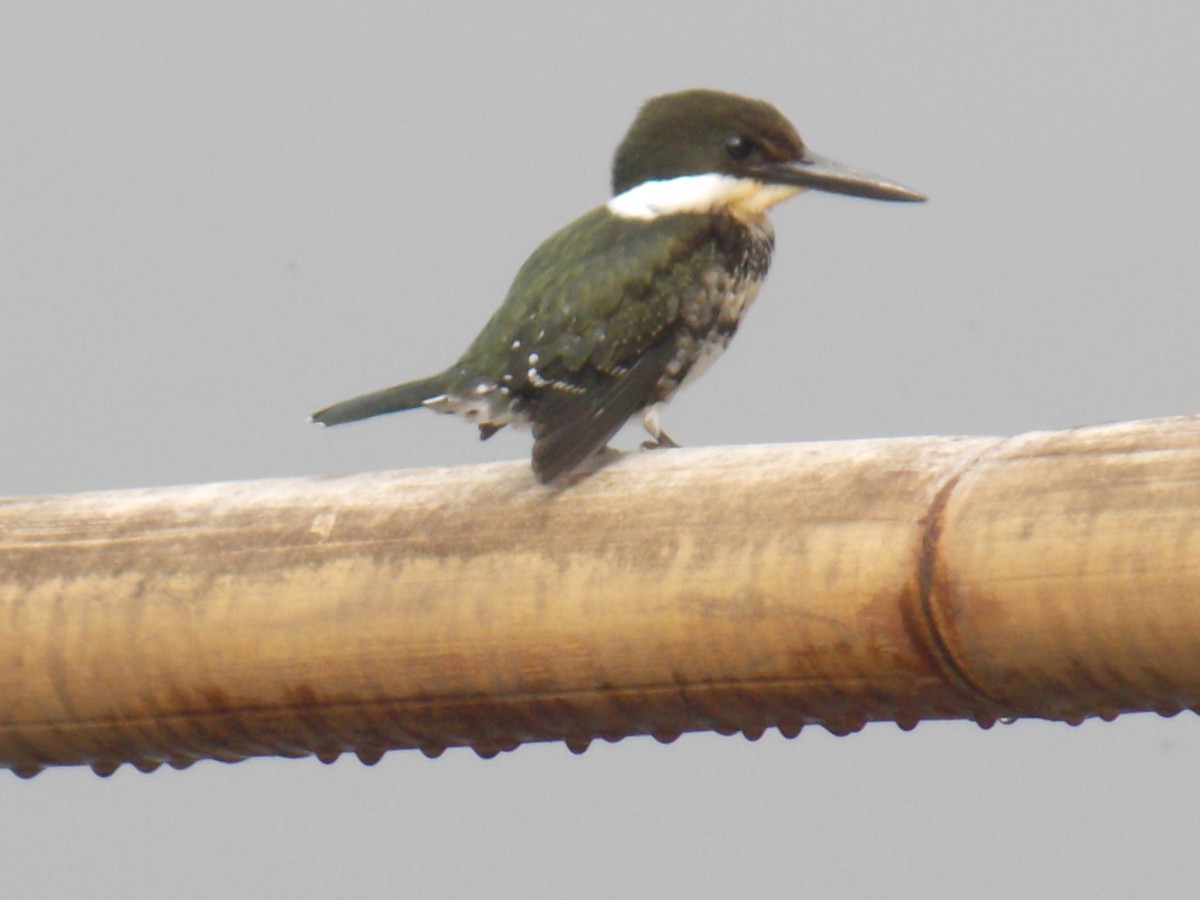 Amazon Kingfisher - ML637137700