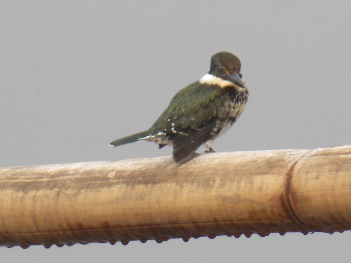 Grünfischer - ML637137701