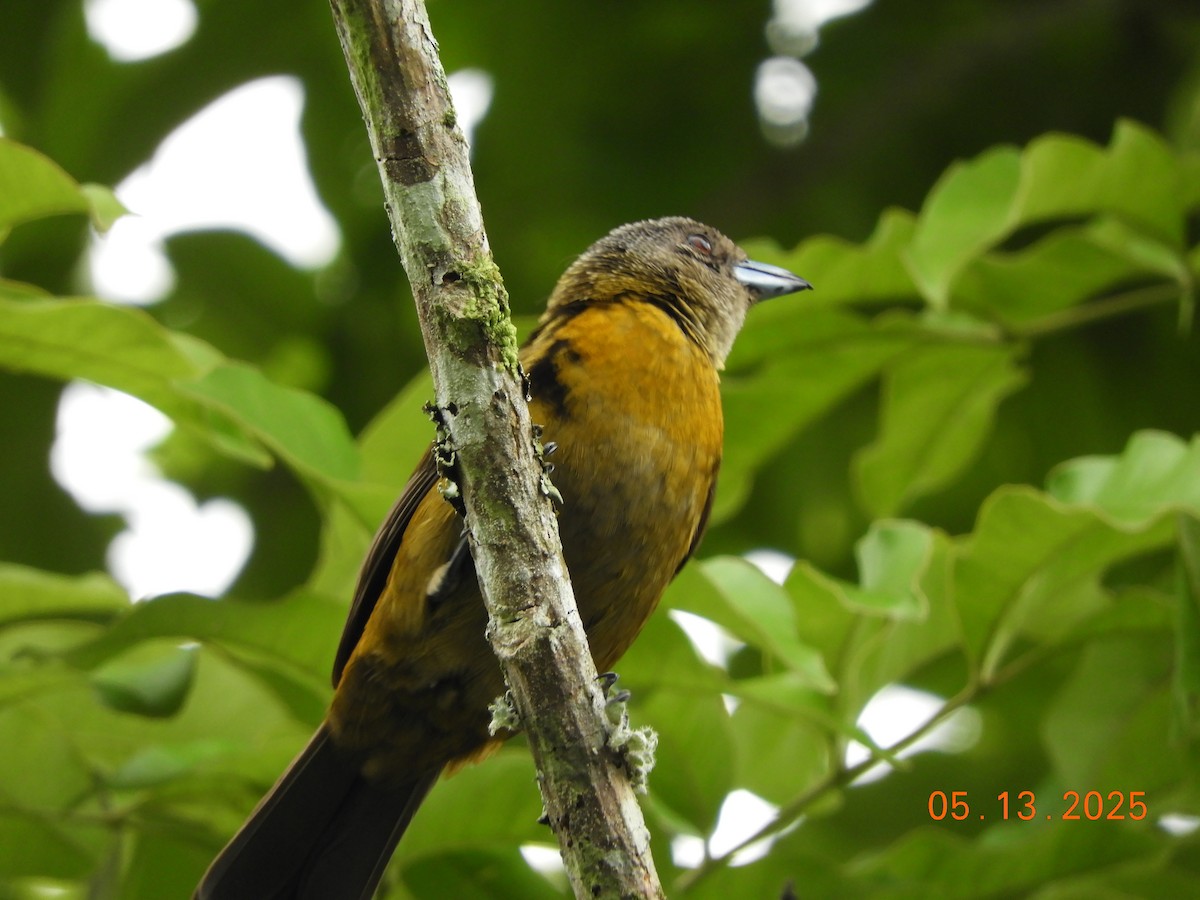 Scarlet-rumped Tanager - ML637137702