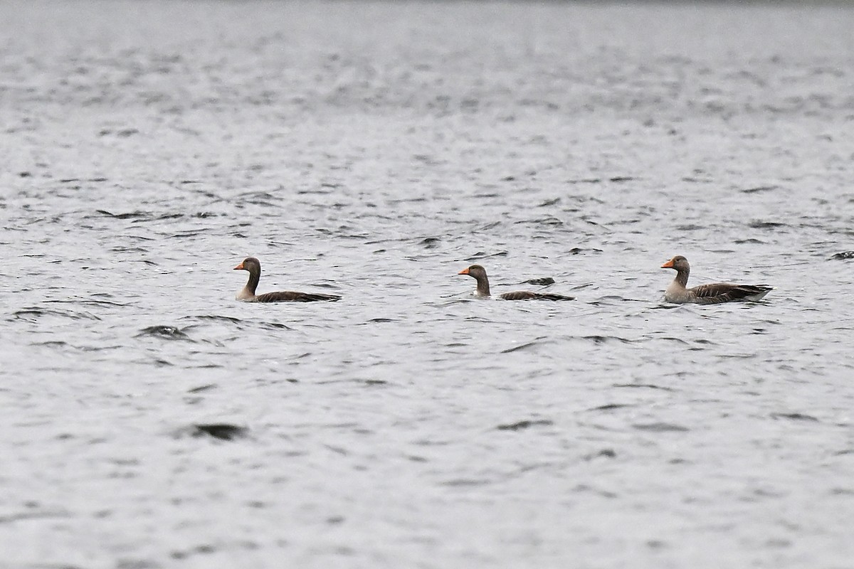 Бор галуу - ML637137758