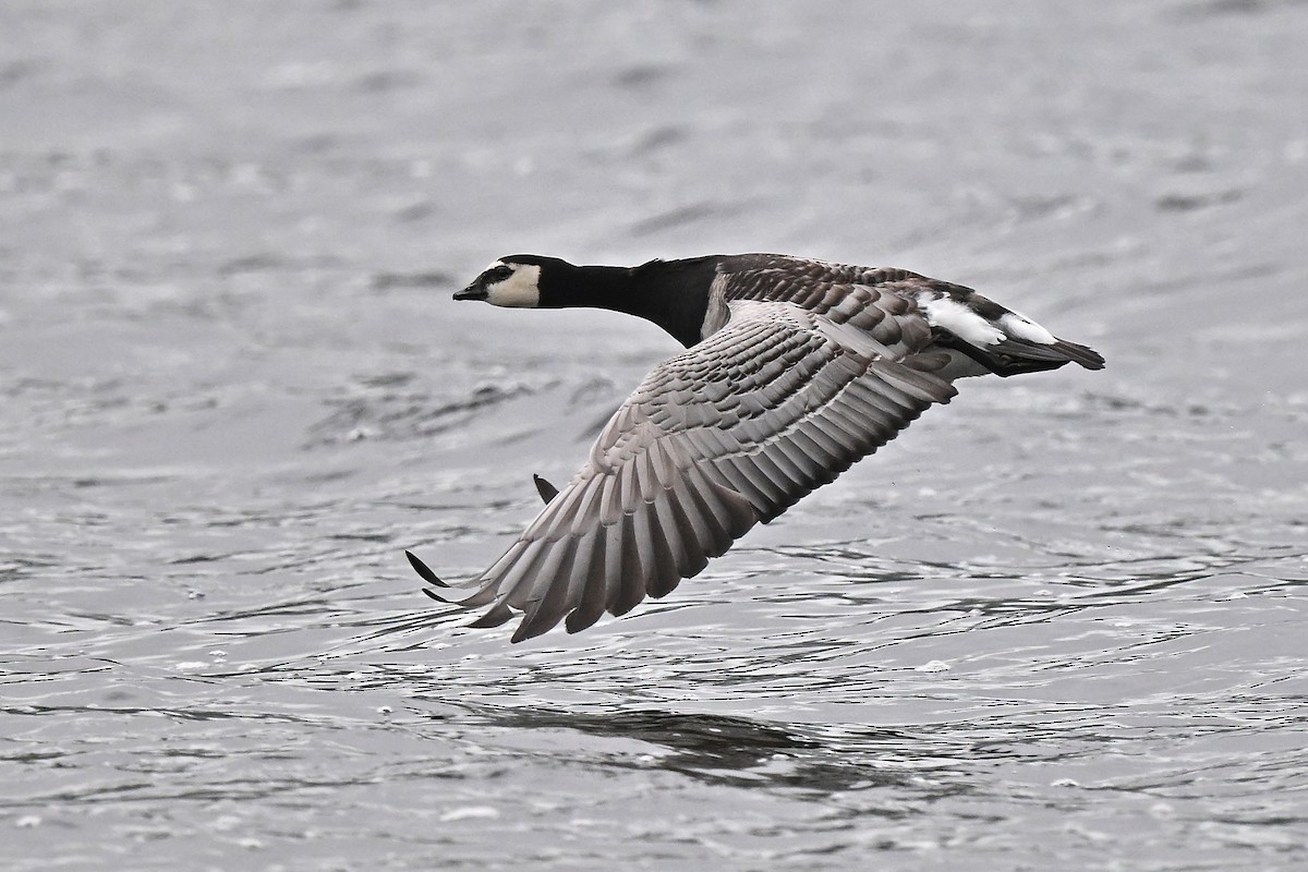 Цагаан шанаат галуу - ML637137826