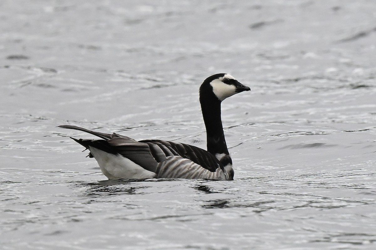 Цагаан шанаат галуу - ML637137827
