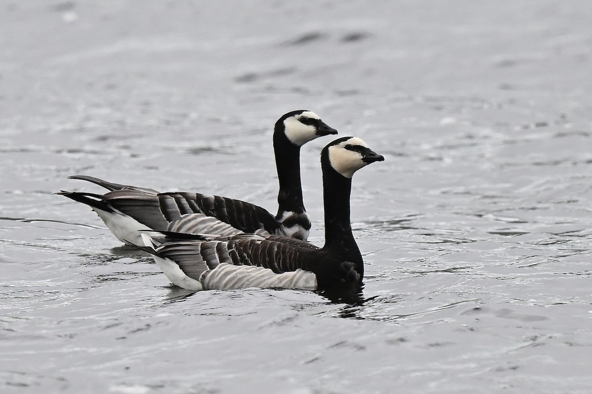 Цагаан шанаат галуу - ML637137828