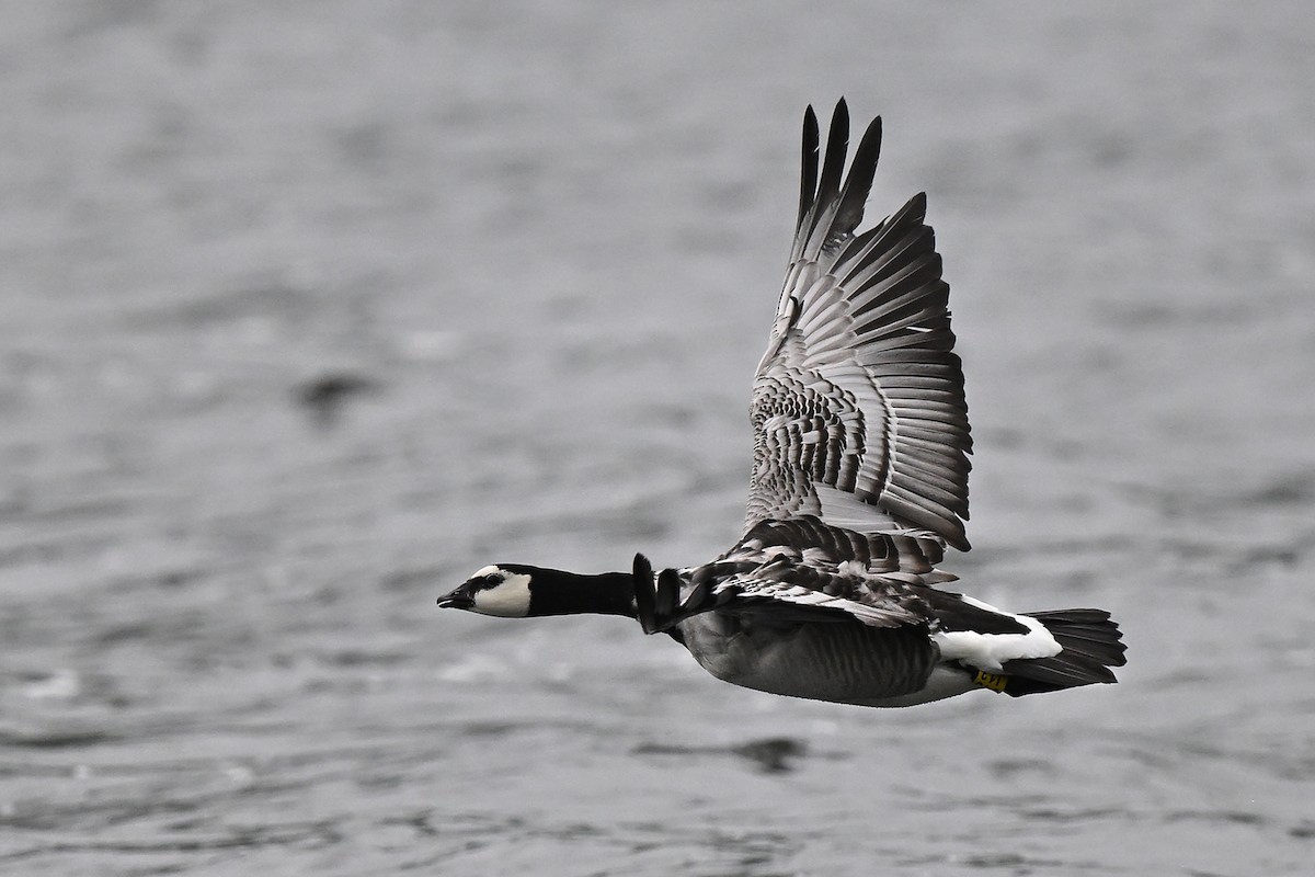 Цагаан шанаат галуу - ML637137829