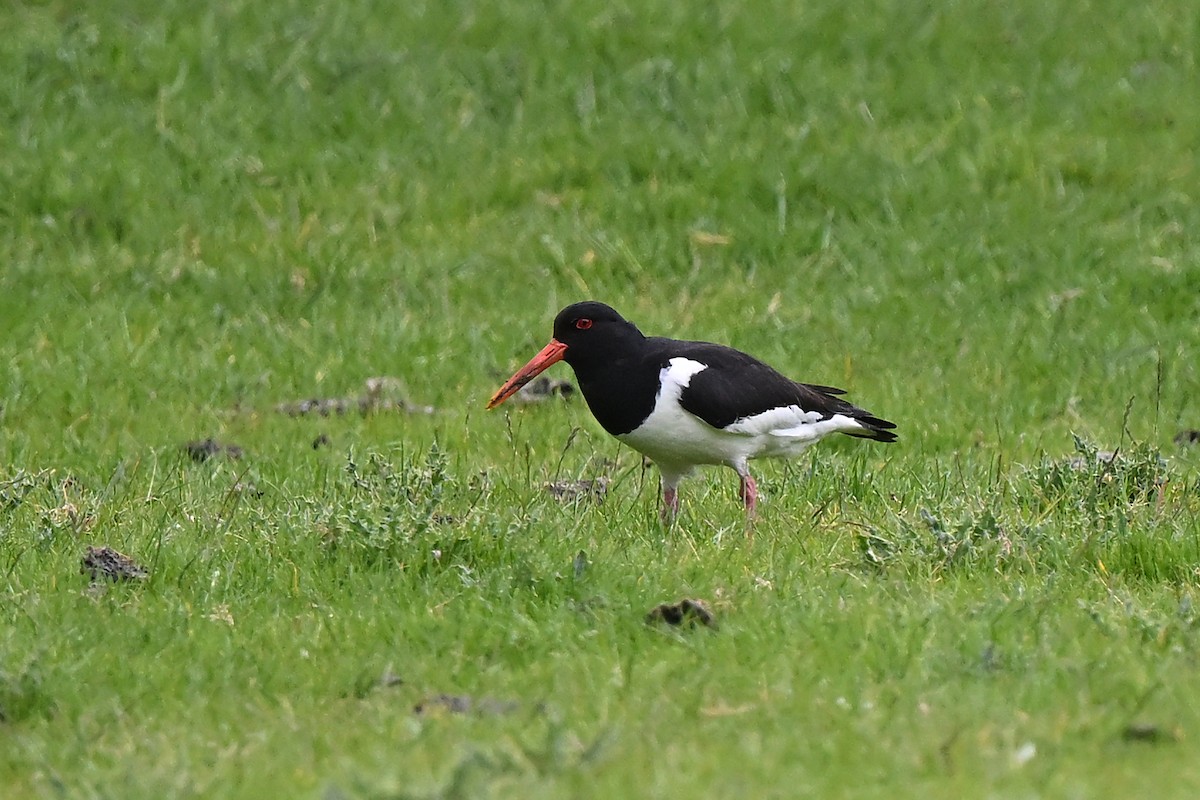 Алаг хясаач - ML637137836