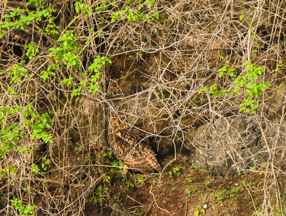 bengalhubro - ML637137852