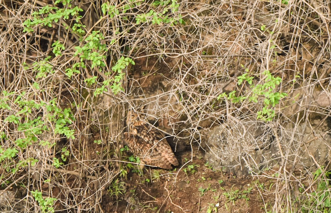 bengalhubro - ML637137854