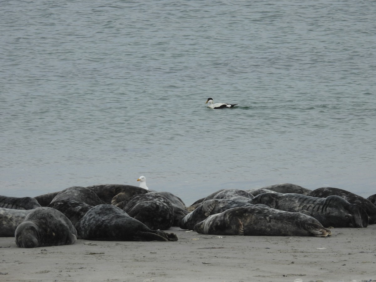 Animals - ML637137856