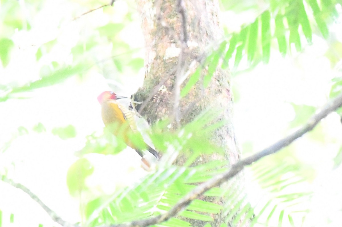nicaraguaspett - ML637137867