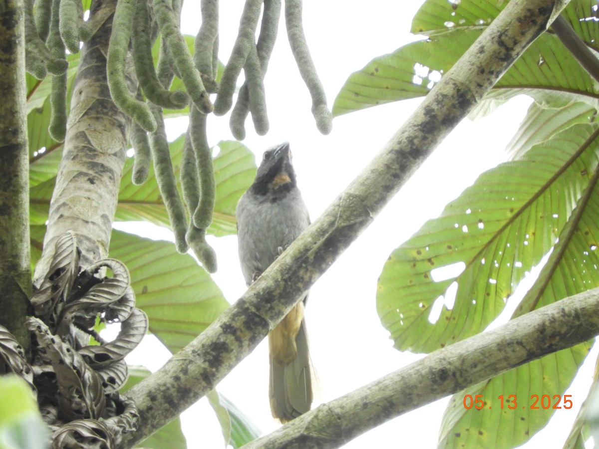 brunstrupesaltator - ML637137870