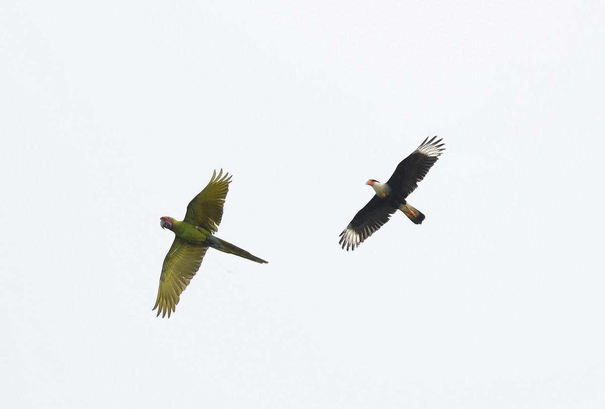 Great Green Macaw - ML637137884