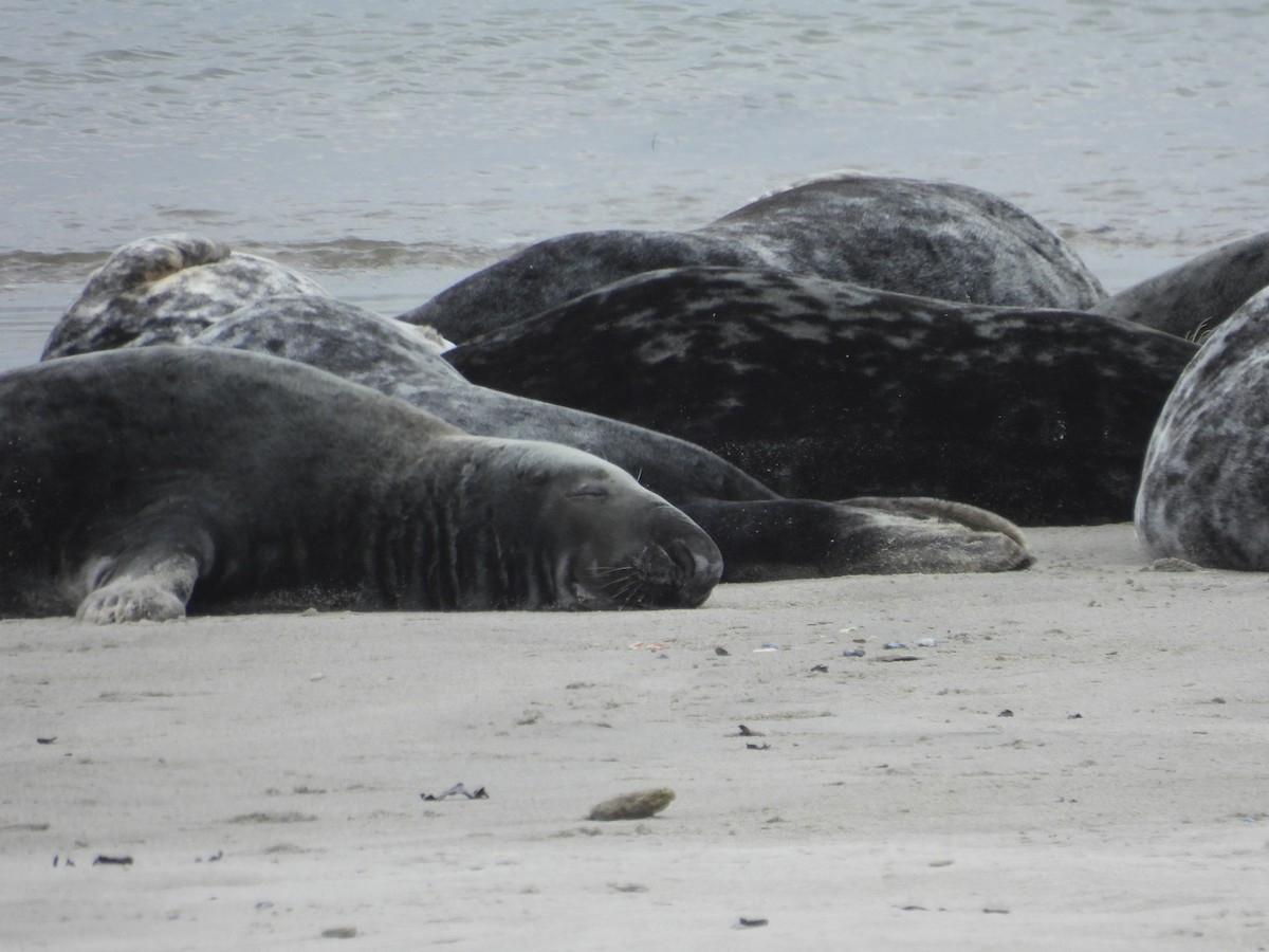 Animals - ML637137905