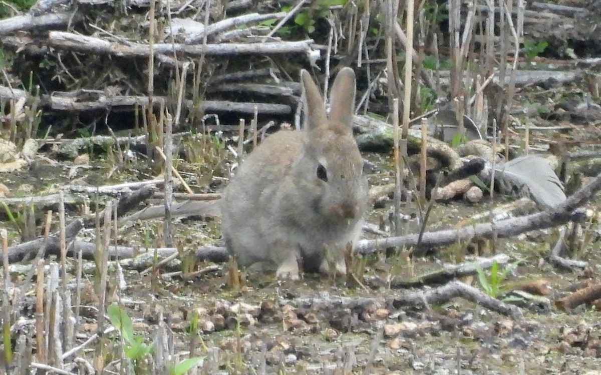 Animals - ML637137915