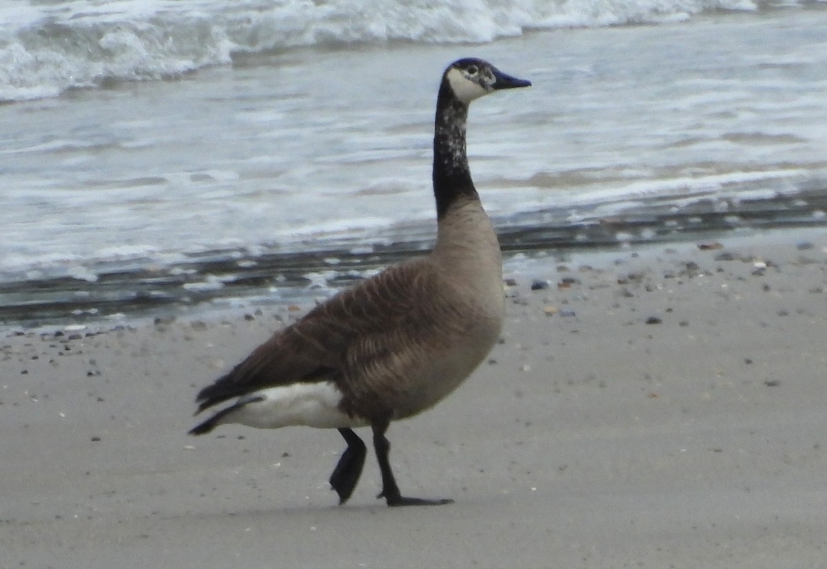 Канад галуу - ML637137916