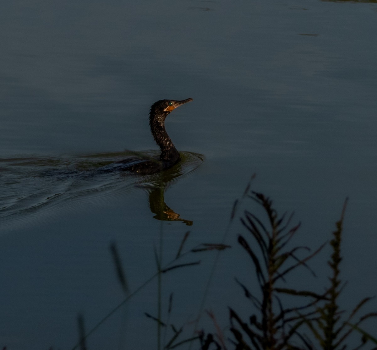 Neotropic Cormorant - ML637137924