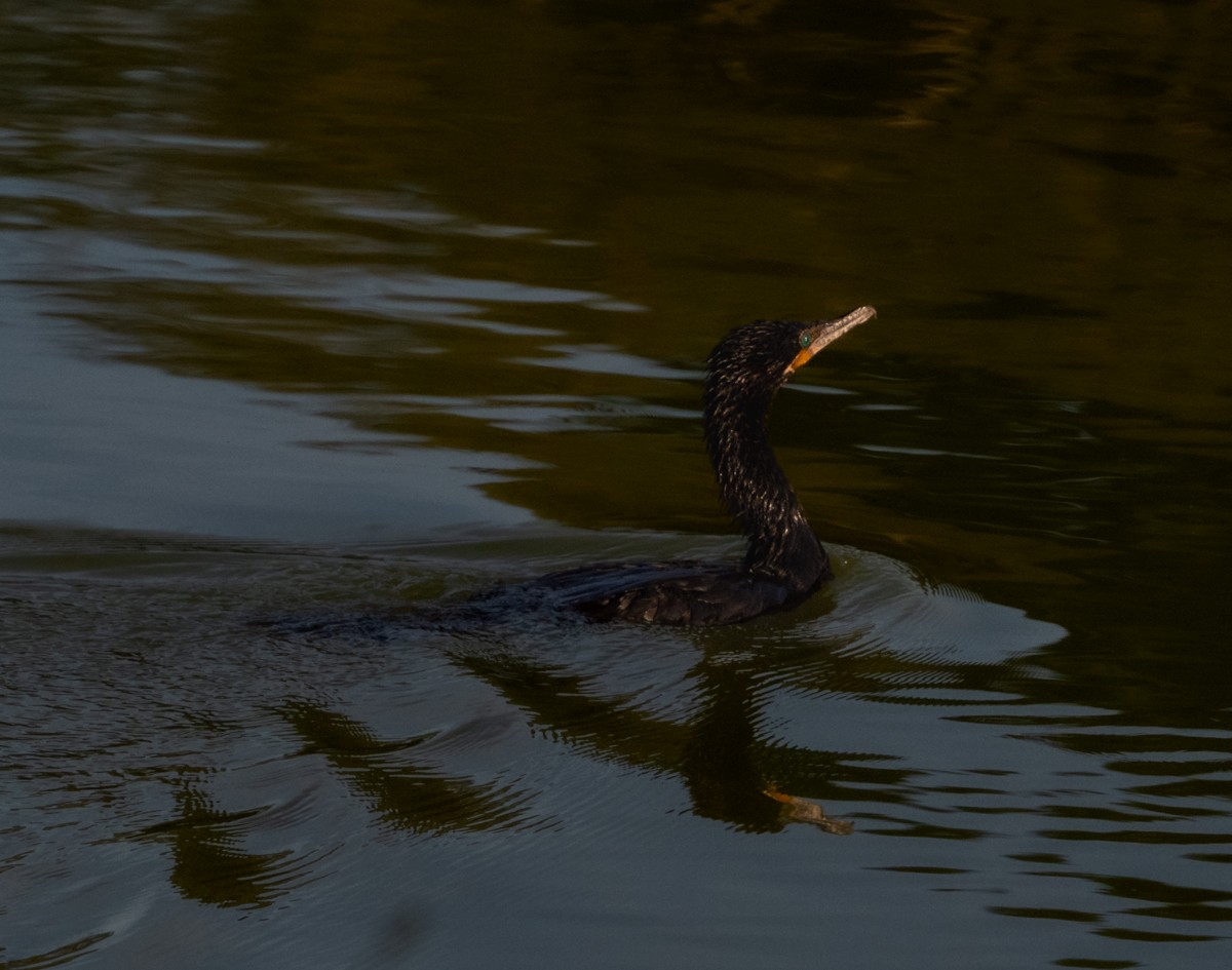 Neotropic Cormorant - ML637137925