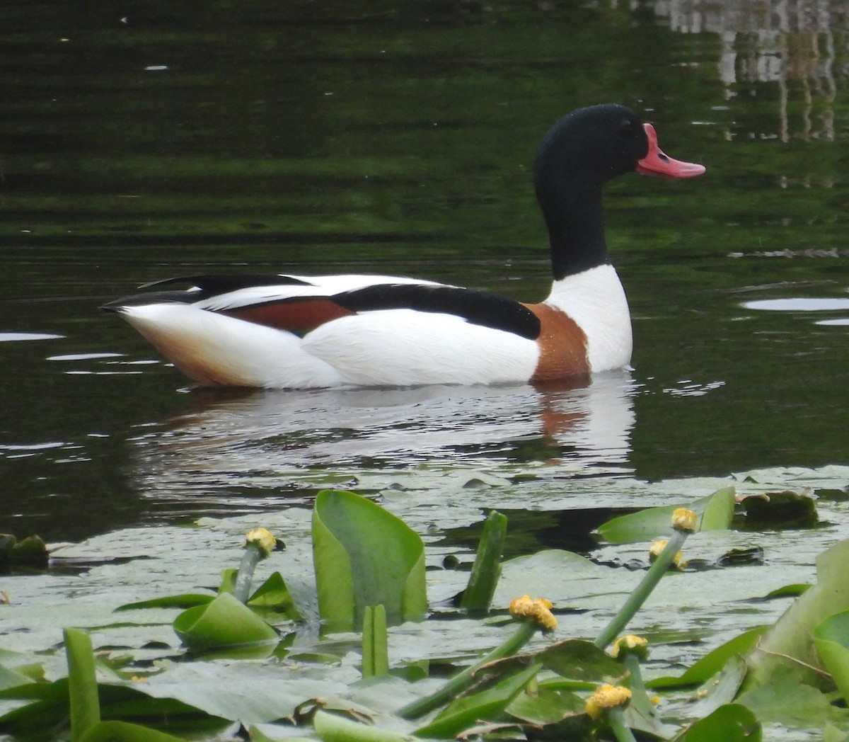 Анхидал ангир - ML637137927